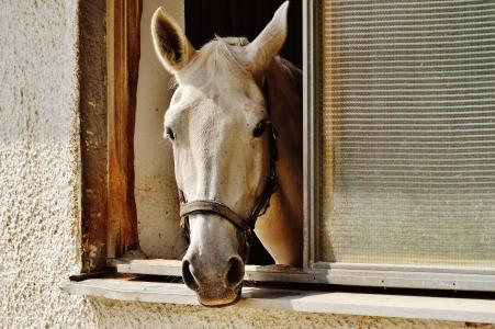 马, 失速, 窗口, 种马, 动物, reiterhof, 白色