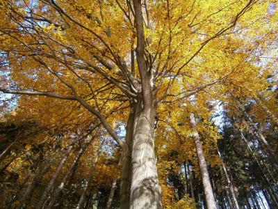 树, 秋天, 树的树冠, 叶子, 落叶树, 黄色