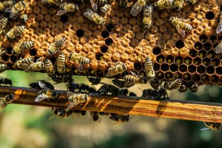 农业, 养蜂场, 蜜蜂, 蜂巢, 养蜂, 蜂蜡, 特写