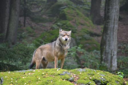 狼, 巴法力亚国家公园, 阿尔法狗, 捕食者, 野生, 森林, 动物