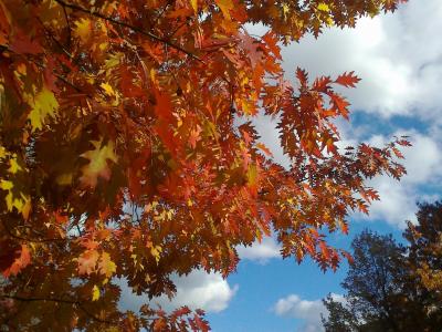 秋天, 秋天的落叶, 金色的秋天, 叶子, 多彩, 红色, 出现