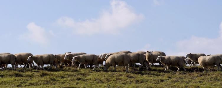 羊, 堤防, 吃草, 羊毛, 田园, 弛豫, 景观