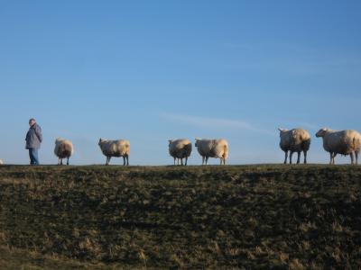 领头羊, 绵羊在堤, 步行, 农业, 农场, 自然, 草