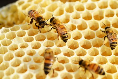 蜜蜂, 建筑蜂窝, 蜂蜜, 蜜蜂, 蜂窝状, 巴克法斯特, 梳子
