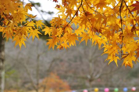 秋天的落叶, 黄色的树叶, 秋天