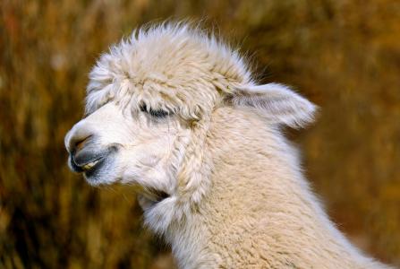 羊驼, 动物, 生物, 羊毛, 蓬松, 羊驼毛, 毛皮
