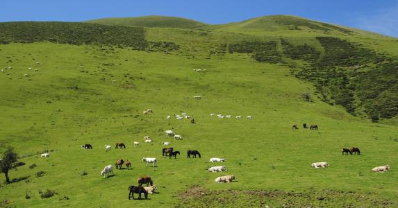 牲畜, 羊, 马, 母牛, 犊, 小马队, 景观