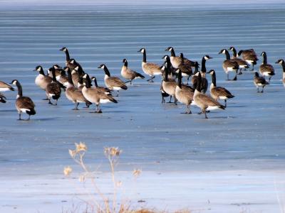 鹅, 冰, 湖, 冬天, 感冒, 迁移, 户外