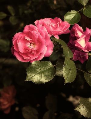 上升, 花, 花圃, 粉红色的玫瑰, 蔷薇, 花园, 庭院灌木