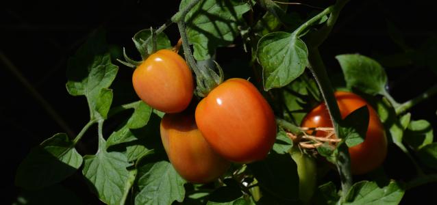 西红柿, 罗马西红柿, 花园, 蔬菜种植, nachtschattengewächs, tomatenrispe, 布什西红柿