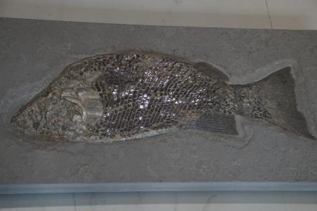 化石, 化石, 鱼, 吓呆了, 规模, 鱼鳞, steinplatte