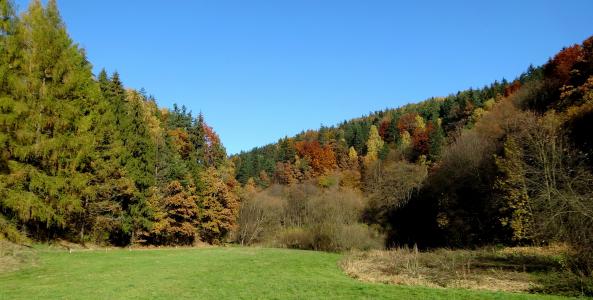 陪产假的国家公园, 景观, 波兰, 自然, 秋天, 树