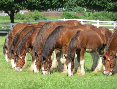clydesdales, 马, 线, 行, 岁, 年轻, 放牧