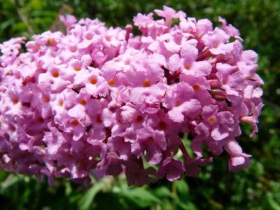 夏季紫丁香, 醉鱼草, 花, 植物, 多彩, 美丽, 夏季
