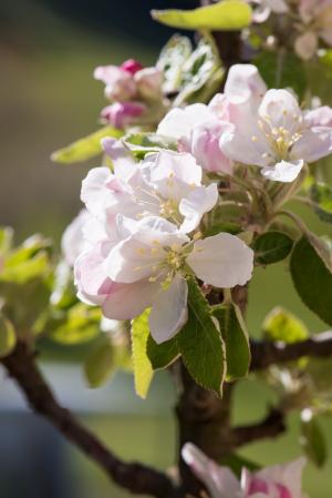 苹果树花, 树上开花, 苹果树上的花, 树上苹果, 白色, 开花, 绽放