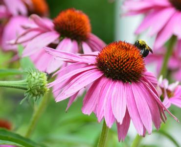 金光菊, 蜜蜂, 粉红色的花, 花, 颜色, bug