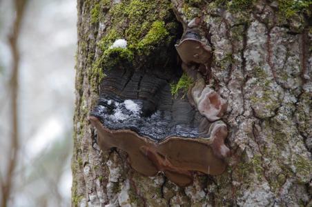 树菇, 森林, 树, 自然, 生态学, 爱沙尼亚, lahemaa 国家公园