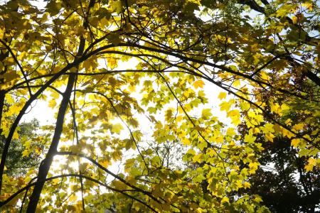 树, 叶子, 秋天, 枫树, 分支机构, 颜色, 黄色
