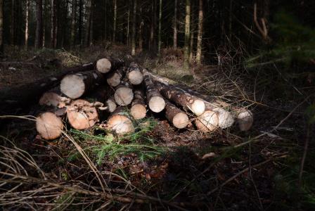 木材, 森林, 日志, 树, 自然, 木材工业, 林地