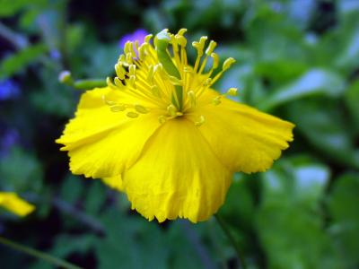白屈菜, 物种杆菌, 花, 绽放, 一朵黄花, 美丽的花, 夏季