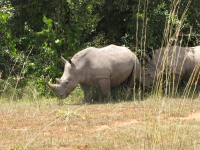 犀牛, 白犀牛, 乌干达, 国家公园, 野生动物, 动物, 犀牛