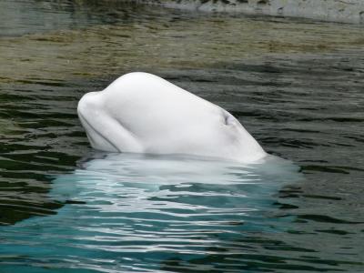 白鲸, 海洋哺乳动物, 动物, 海洋生命, 水, 头