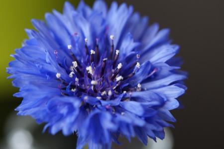 矢车菊, 野生花卉, 花, 开花, 绽放, 蓝色