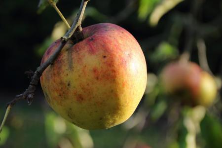 苹果, 生物, 收获, 成熟的, 夏季, 树, 水果