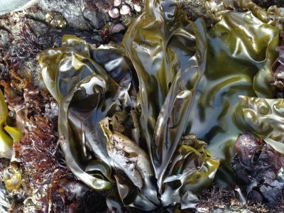 海藻, 海, 海岸, 北加利福尼亚, 海洋, 植物