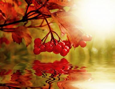 浆果, 背景, 荚蒾, 自然, 景观, 秋天, 红色