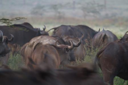水牛, 水牛城, 国家公园, 非洲, 非洲水牛, 大五人格, 肯尼亚