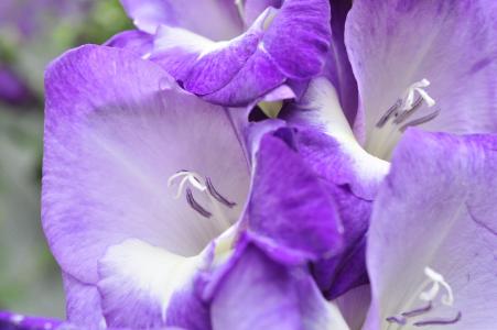 唐菖蒲, 紫色, 夏季, 花