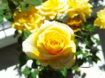 黄玫瑰, 花, 美, 开花, 嫉妒的象征, 爱, 详细