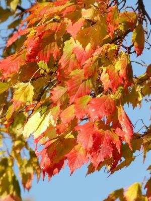 枫树, 宏 platanoides, 针叶枫, 落叶树, 金色的秋天, 金秋十月, 秋天