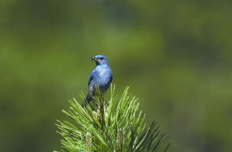 山蓝鸟, 鸟, 栖息, 蓝知更鸟, 树, 野生动物, 蓝色