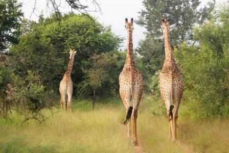 运行长颈鹿, 大型动物, 集团, 非洲