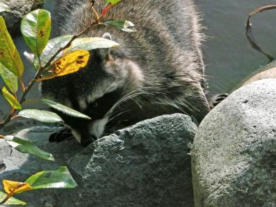 浣熊, 动物, 野生动物, 水, 斯坦利公园, 温哥华, 自然