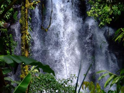 瀑布, 雪松, 菲律宾, 自然, 森林, 热带地区, 绿色