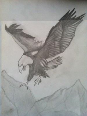 鹰, 木炭图画, 铅笔素描, 绘图, 鸟的猎物, 动物, 图稿