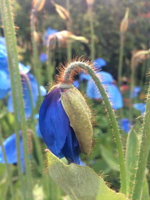 喜马拉雅蓝罂粟, 罂粟, 野罂粟, 蓝色, 喜马拉雅山, 花, 植物区系