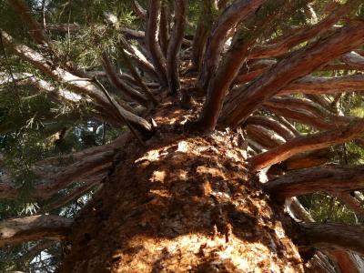 红杉资本, 部落, 树皮, 大, 功能强大, 审美, 向上