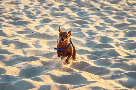 狗, 竞赛, 海滩, 沙子, 夏季, 海