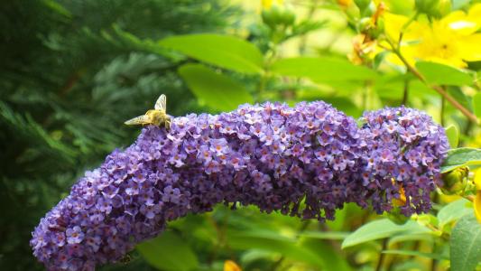夏季紫丁香, 蜜蜂, 昆虫, 花粉, 关闭, 紫色, 开花