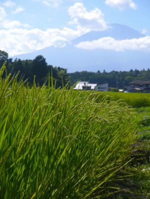 大米, 水稻栽培, 穗饭, 绿色, 黄色绿色, 稻田, 富士山