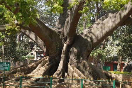 树, 200岁, 班加罗尔, 花园