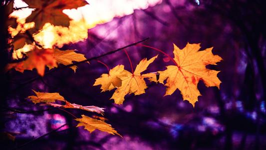 秋天, 床单, 粉色, 黄色, 秋天的落叶, 秋天的叶子, 自然