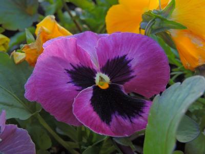 花, 三色紫罗兰, 花坛, 春天