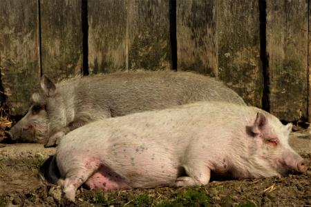 猪, 睡觉, 母猪, 哺乳动物, 快乐猪, 依偎, 粉色