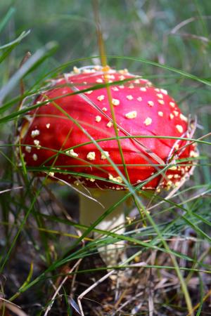 蘑菇, 飞金顶, 毒蝇伞, 有毒, 森林, 秋天, 红色