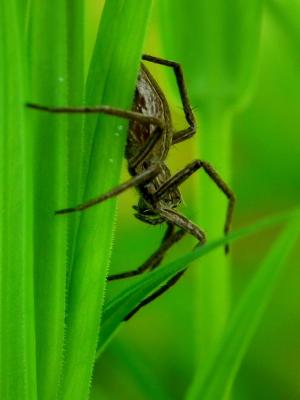 蜘蛛, 昆虫, 我, 宏观, 自然, 绿色的颜色, 一种动物